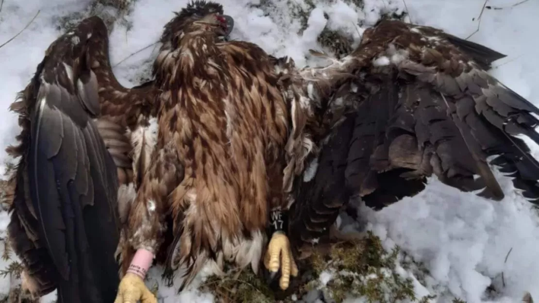 Aigle protégé tué par des chasseurs en Isère : un nouveau procès prévu en appel