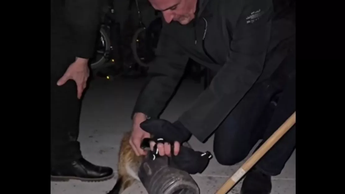 Le maire de Grenoble sauve un renard