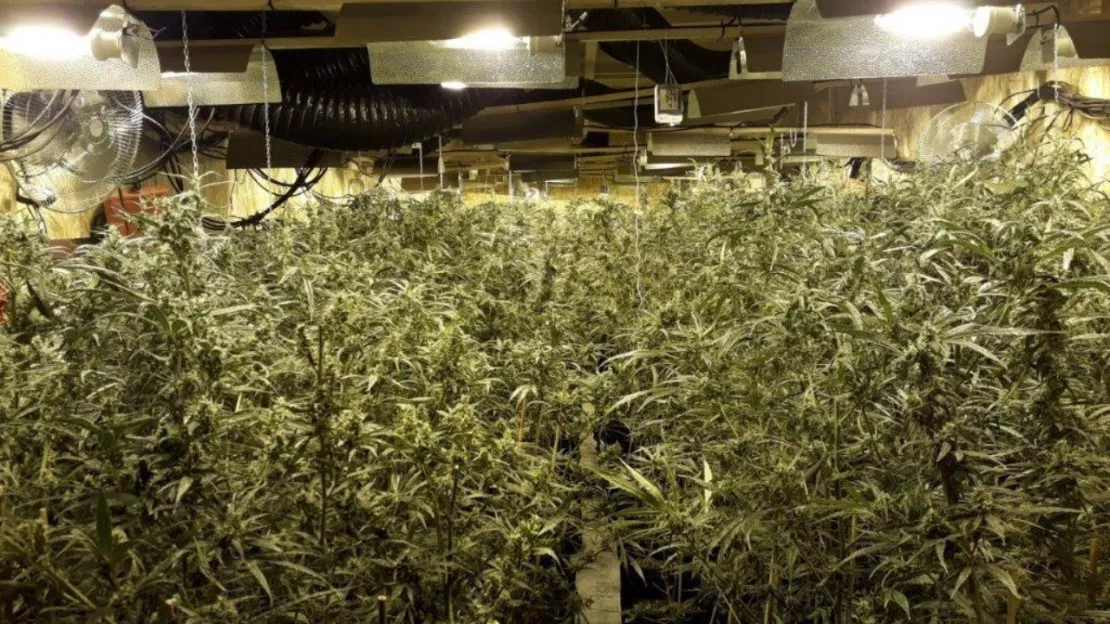 Près de Grenoble : 4000 pieds de cannabis saisis dans des entrepôts, 6 arrestations