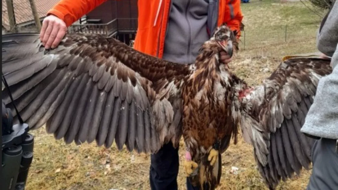 Près de Grenoble : deux chasseurs interpellés après la mort d'un aigle protégé