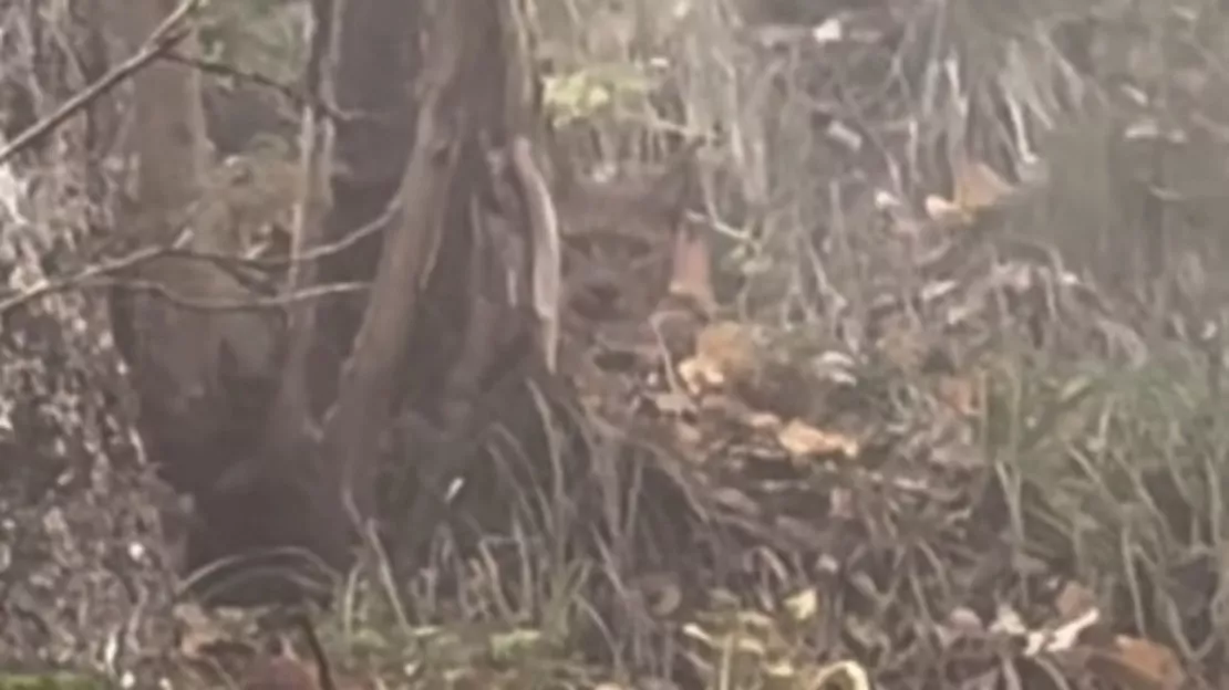 Près de Grenoble : nez-à-nez avec un lynx lors d'une balade en forêt