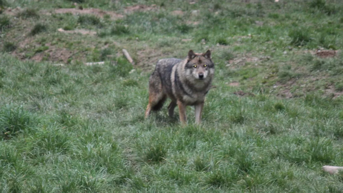 Près de Grenoble : une attaque de loup fait des victimes