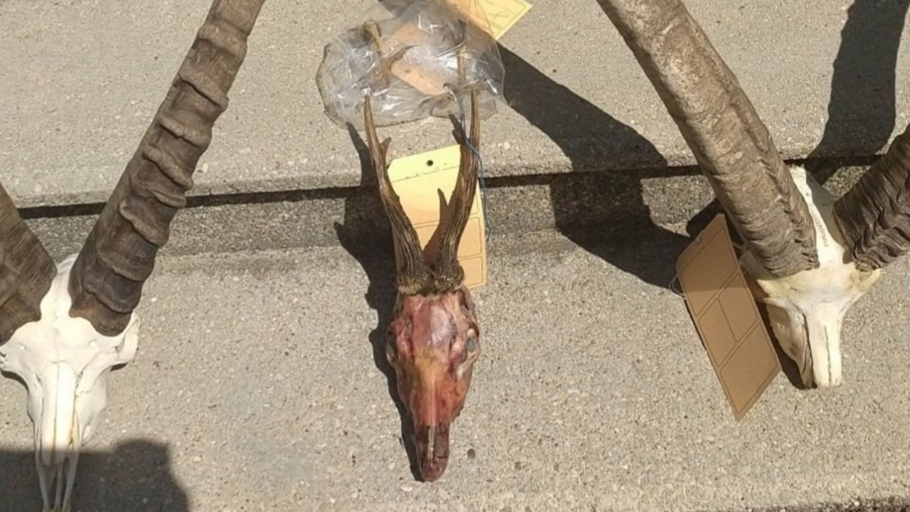 Braconnage au sud de Grenoble : quatre chasseurs seront jugés en 2024 Braconnage au sud de Grenoble : quatre chasseurs seront jugés en 2024