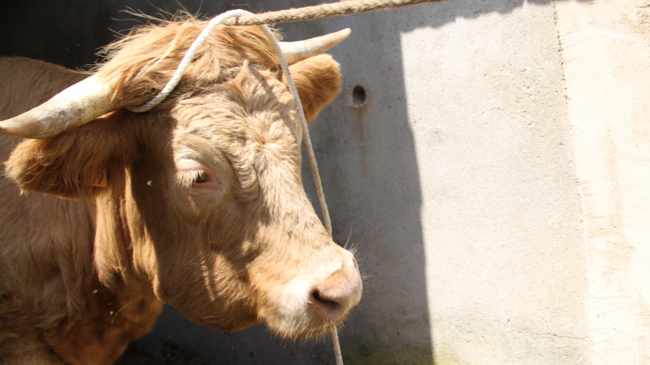 Dermatose nodulaire contagieuse : 31 communes en Isère placées en zone de surveillance Dermatose nodulaire contagieuse : 31 communes en Isère placées en zone de surveillance