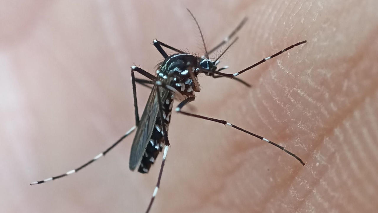 Enquête entomologique ce mercredi : le chikungunya s'implante-t-il près de Grenoble ?