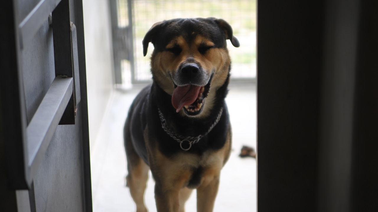 Grenoble : enfin un scanner pour animaux de compagnie dans la Métropole