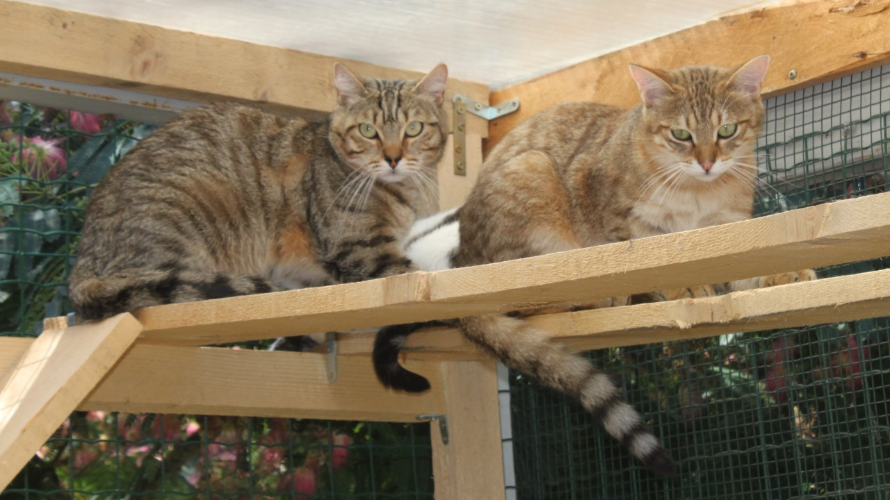 Grenoble largement en tête du classement "Une ville pour les animaux" de L214 Grenoble largement en tête du classement "Une ville pour les animaux" de L214