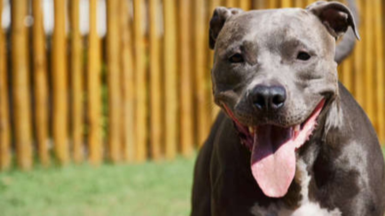 Grenoble : le contr&ocirc;le tourne mal, un homme laisse ses pitbulls attaquer une polici&egrave;re