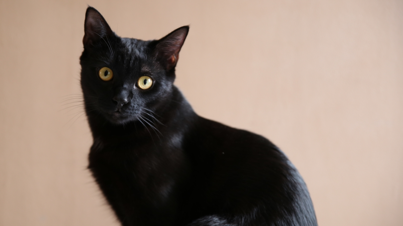 Grenoble, première ville de France qui agit le plus pour les animaux Grenoble, première ville de France qui agit le plus pour les animaux