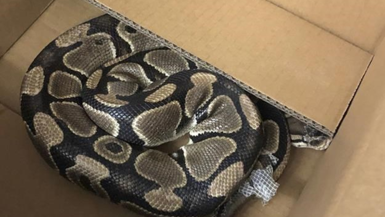 Grenoble : un &eacute;norme python fait son apparition dans un immeuble en pleine F&ecirc;te de la musique
