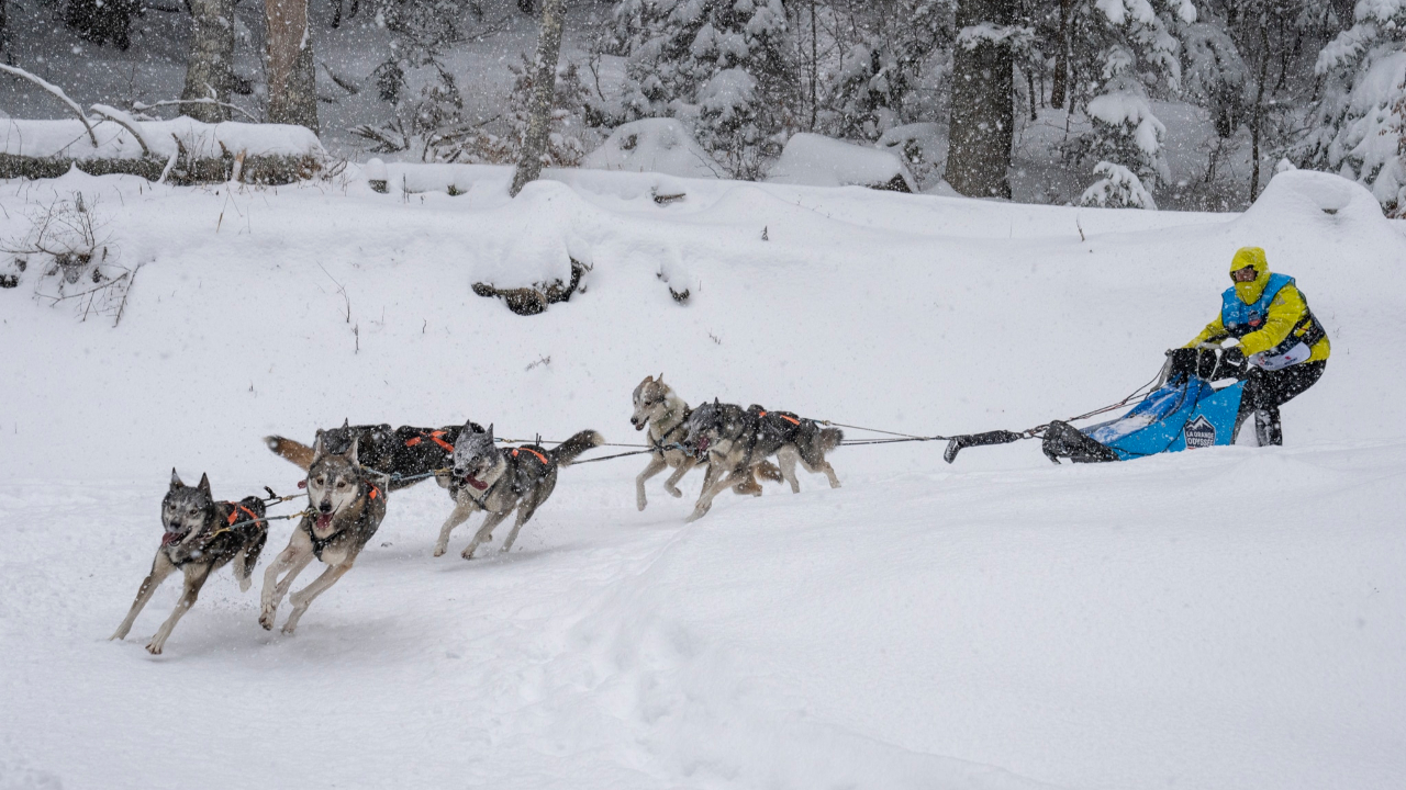 La Grande Odyssée se termine ce jeudi à Villard-de-Lans La Grande Odyssée se termine ce jeudi à Villard-de-Lans
