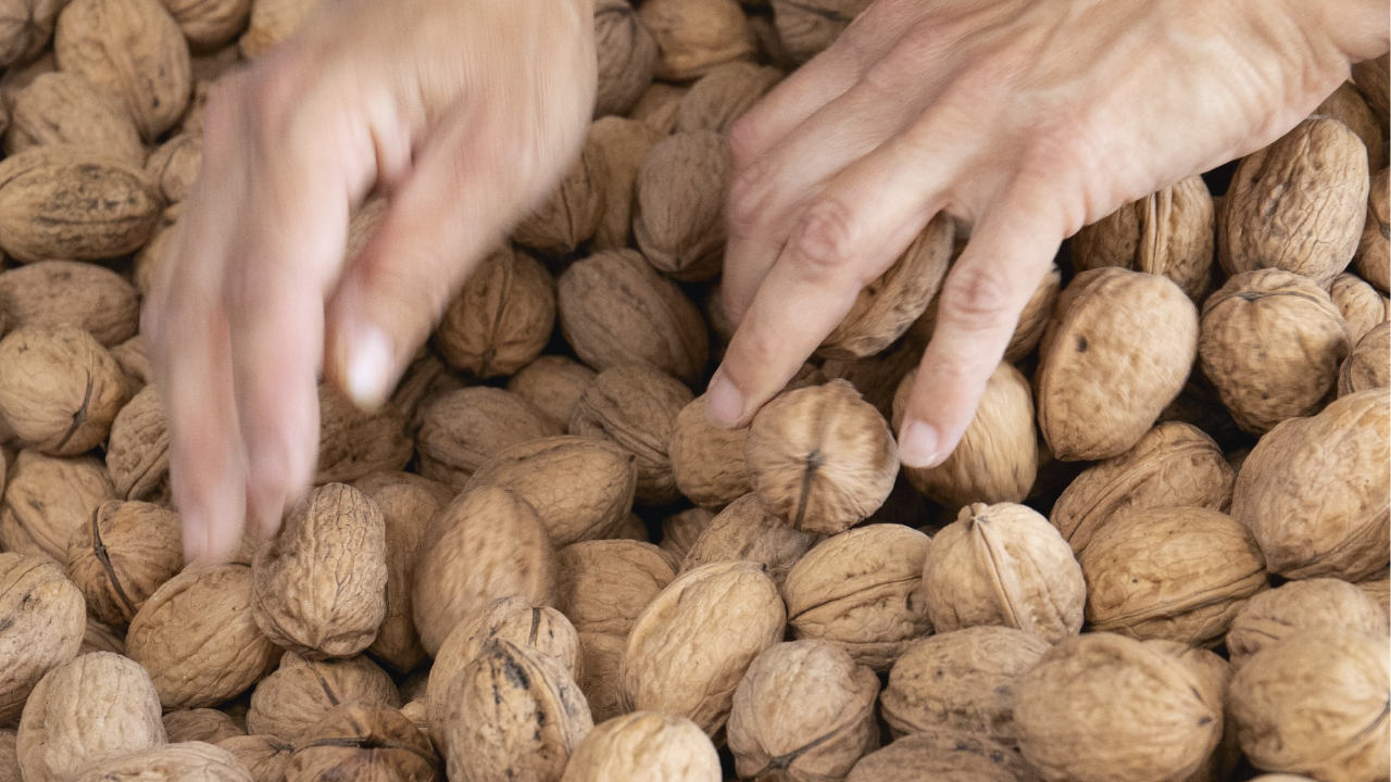 La noix de Grenoble AOP sera présente au Salon international de l’agriculture La noix de Grenoble AOP sera présente au Salon international de l’agriculture