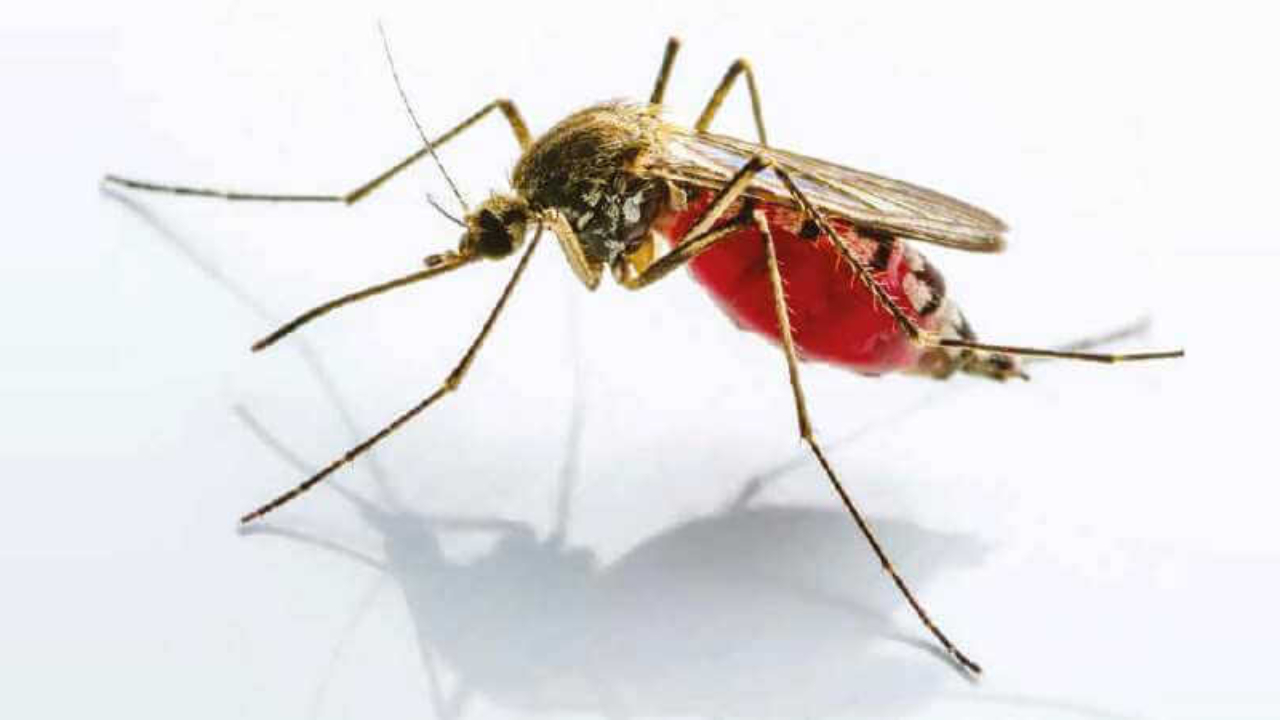 Le chikungunya fait rage en Isère, 36 recensés dans le département Le chikungunya fait rage en Isère, 36 recensés dans le département