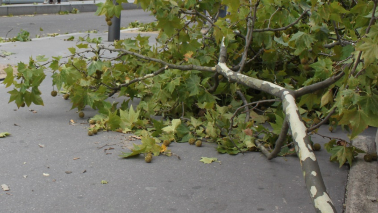 Orages : un blessé et des chutes d’arbres dans l’agglomération grenobloise Orages : un blessé et des chutes d’arbres dans l’agglomération grenobloise