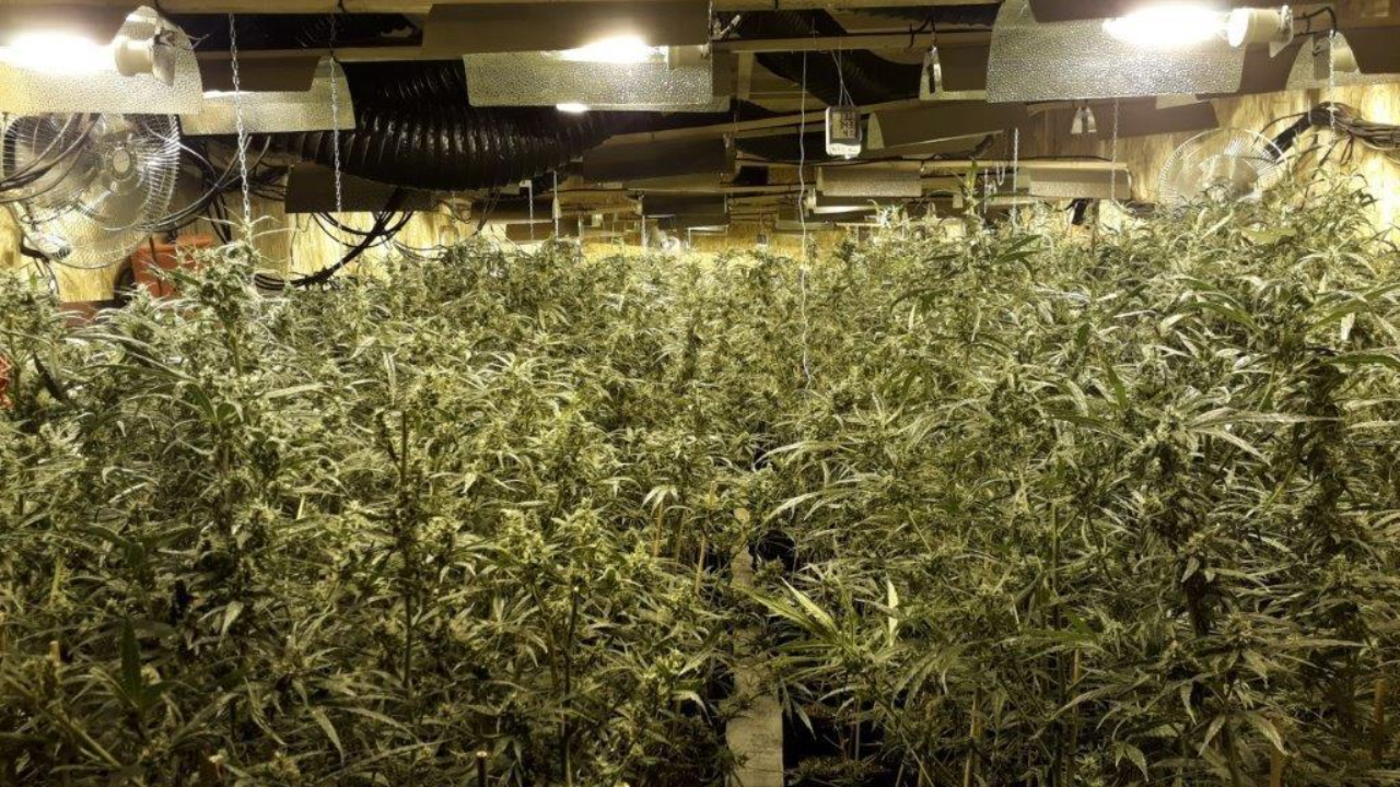 Près de Grenoble : 4000 pieds de cannabis saisis dans des entrepôts, 6 arrestations Près de Grenoble : 4000 pieds de cannabis saisis dans des entrepôts, 6 arrestations