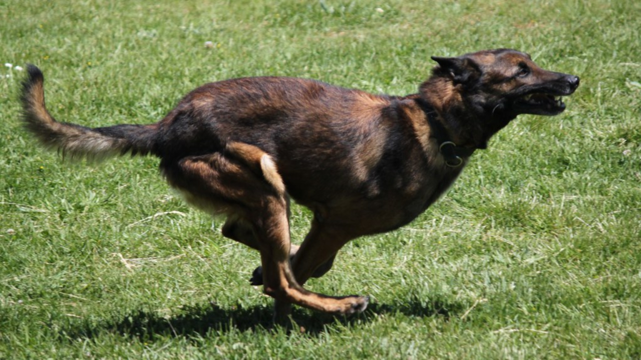 Près de Grenoble : le maire et sa femme agressés par un jeune et son chien