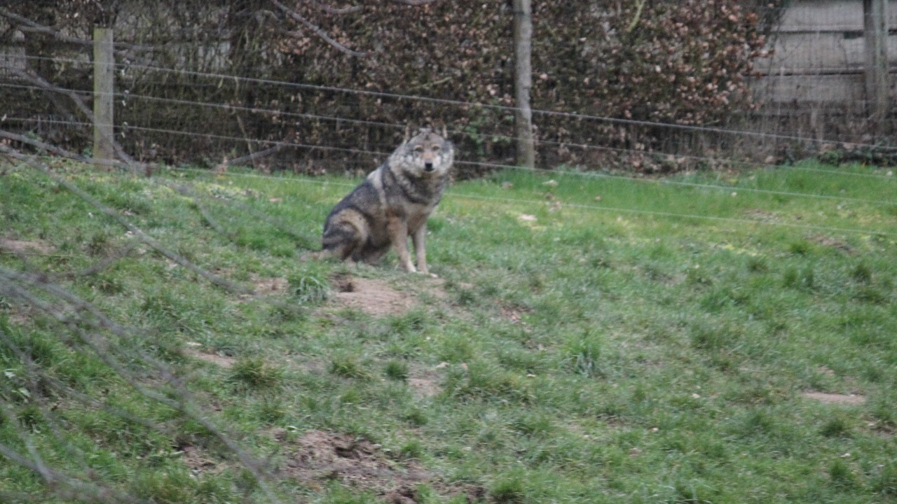 Pr&egrave;s de Grenoble : un chien mis en pi&egrave;ces par des loups aux Glovettes