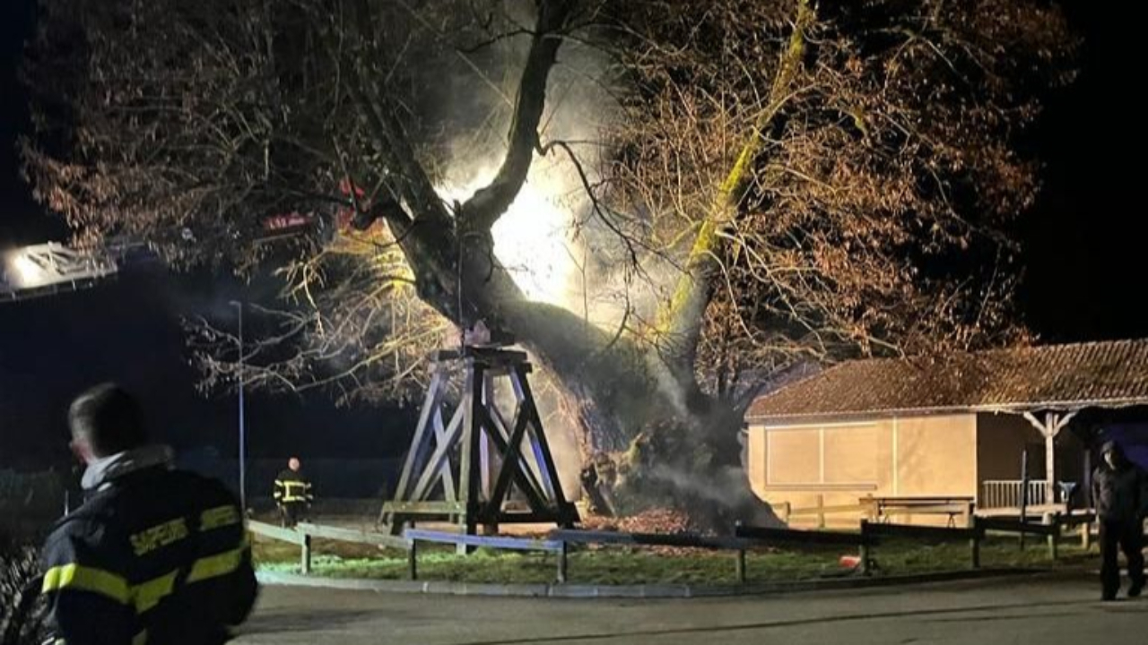 Pr&egrave;s de Grenoble : un tilleul de 600 ans incendi&eacute;, le maire porte plainte