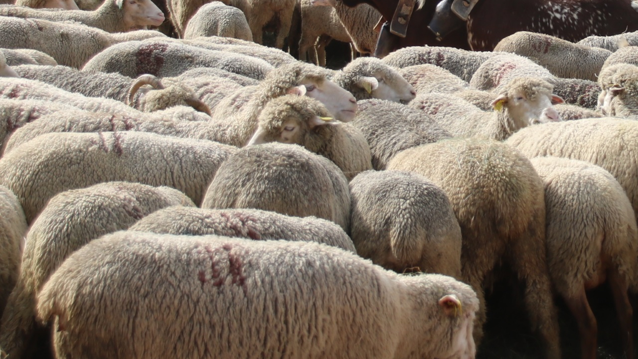 Une grande transhumance va passer près de Grenoble, près de 300 brebis et 200 agneaux sont attendus